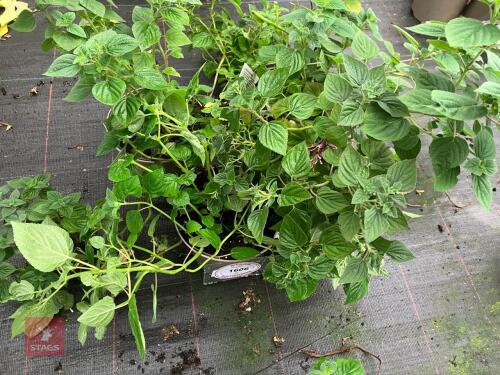 3 X SALVIA ELEGANS