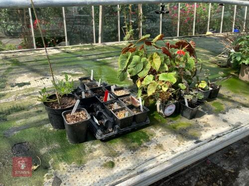 QTY OF MIXED PLANTS