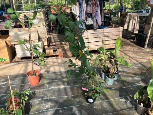 1 X ABUTILON HINTON SEEDLING