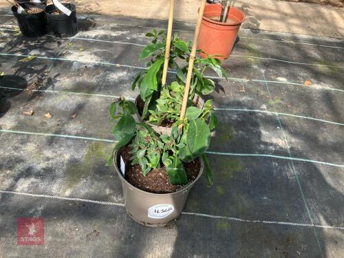 2 X PERESKIA GRANDIFOLIA