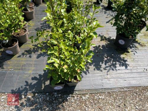 4 X GRISELINIA LITTORALIS