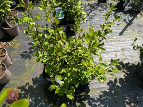 5 X GRISELINIA LITTORALIS