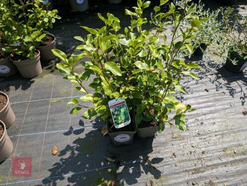 5 X GRISELINIA LITTORALIS