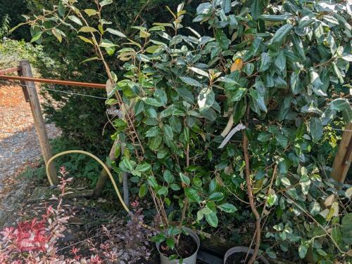 1 X ELAEAGNUS EBBINGEI
