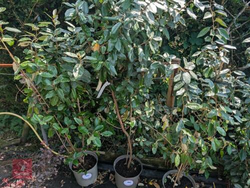 1 X ELAEAGNUS EBBINGEI