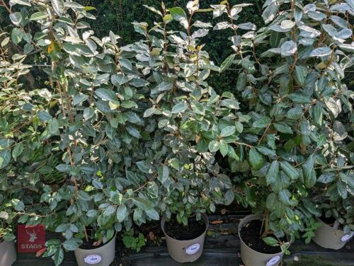 1 X ELAEAGNUS EBBINGEI