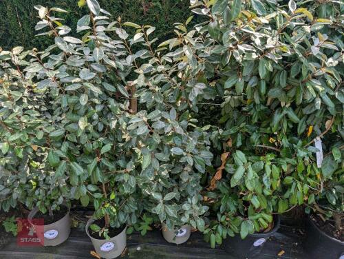 1 X ELAEAGNUS EBBINGEI
