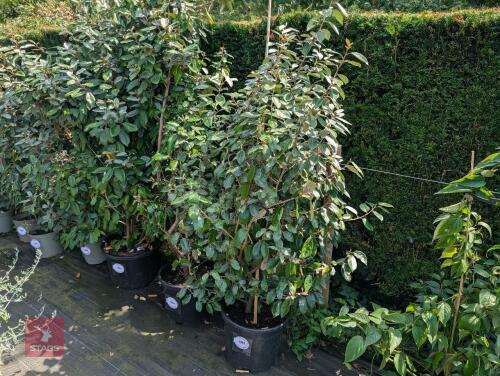 1 X ELAEAGNUS AND EBBINGEI