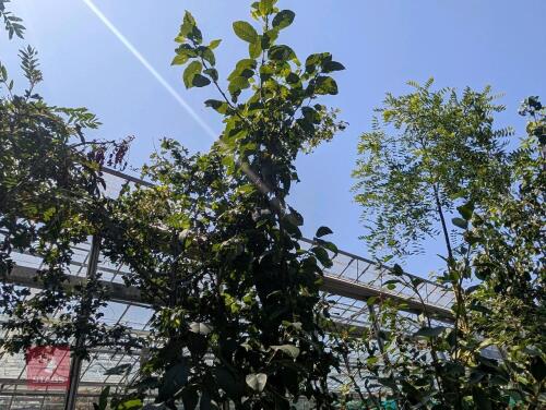 1 X CRATAEGUS MONOGYNA