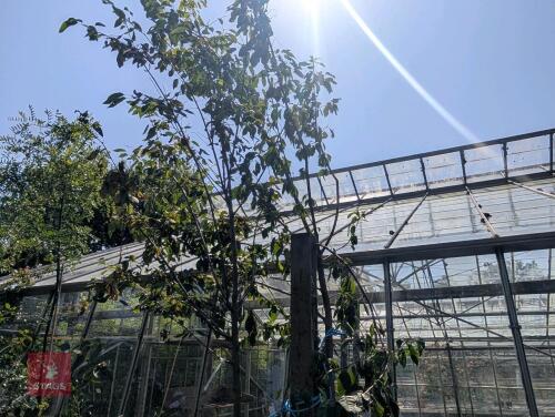 PRUNUS PADUS BIRD CHERRY