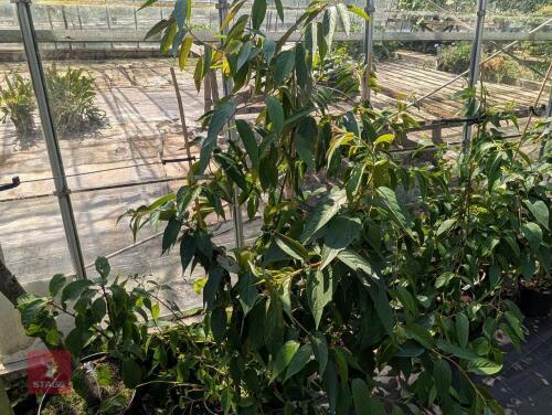3 X STACHYURUS PRAECOX