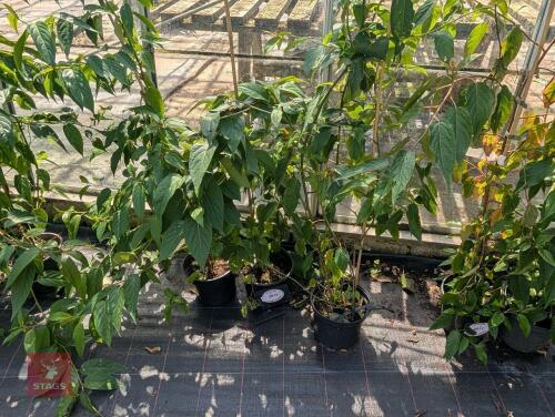 3 X STACHYURIES PRAECOX