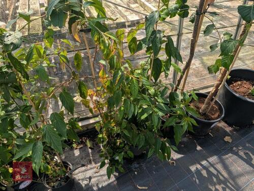 2 X STACHYURUS PRAECOX