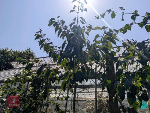 1 X PRUNUS SERRULATA TAIHAKU