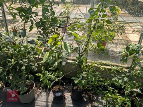 2 X MALUS SILVESTRIS WILD APPLE