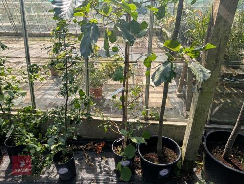 1 X ALNUS GLUTINOSA