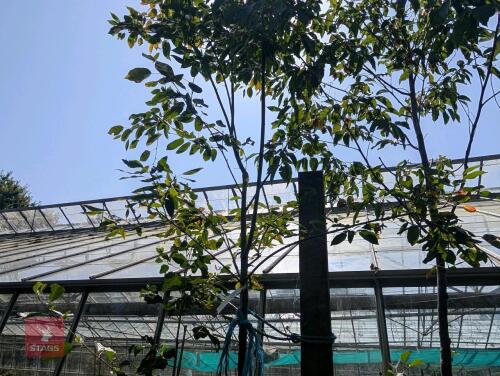 1 X AMELANCHIER GRANDIFOLIA ROBIN HILL