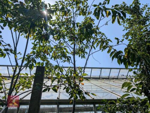 1 X OSTRYA CARPINIFOLIA HOP HORN BEAM