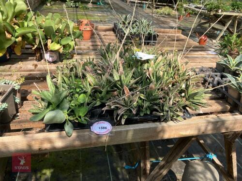 25 X GASTERIA BICOLOUR