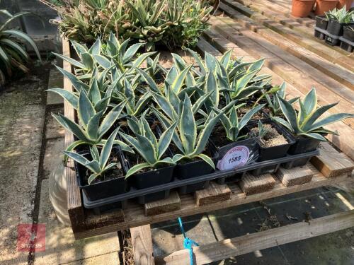 28 X AGAVE AMERICANA VARIEGATA