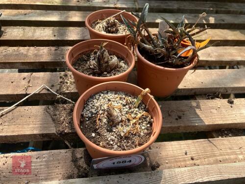 4 X AGAVE AMERICANA VARIEGATA