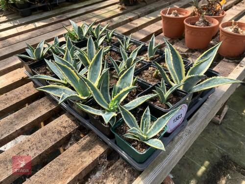 24 X AGAVE AMERICANA VARIEGATA