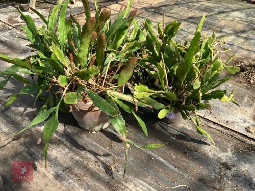 3 X EPIPHYLLUM