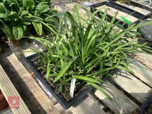 SEED TRAY OF AGAPANTHUS