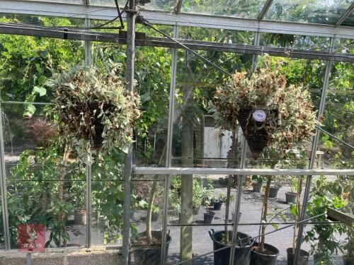 2 X HANGING BASKETS