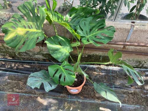1 X MONSTERA DELICIOUSA