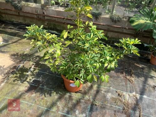 1 X SCHEFFLERA