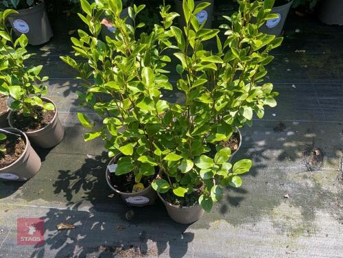 4 X GRISELINIA LITTORALIS