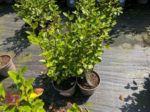 4 X GRISELINIA LITTORALIS