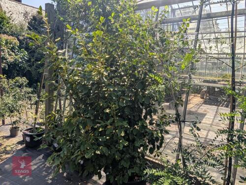 1 X PRUNUS PADUS BIRD CHERRY