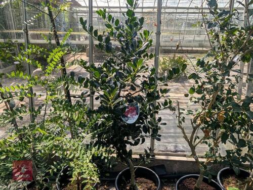 ILEX AQUIFOLIUM J C VAN TOLL HOLLY