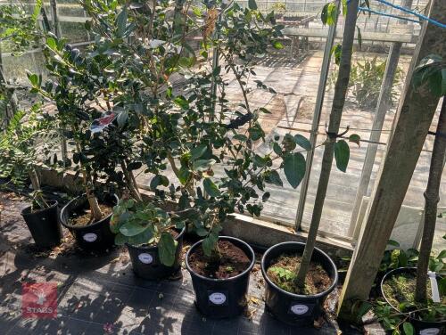 LONICERA TATARICA HACKS RED