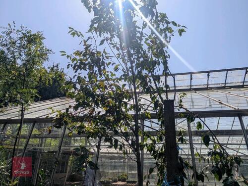 1 X AMELANCHIER GRANDIFOLIA ROBIN HILL