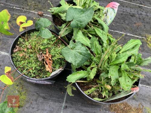 3 X MIXED PLANTS