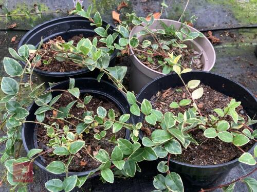 4 X TREE PERIWINKLE