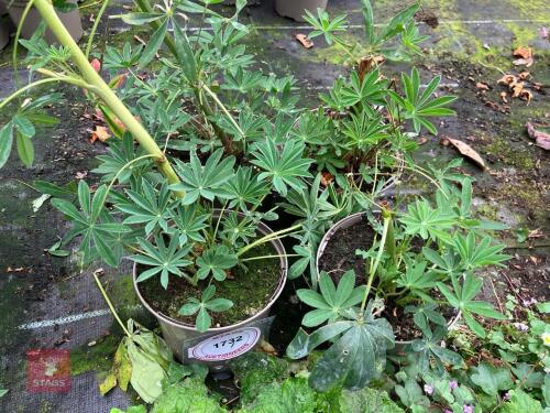 4 X LUPIN CHANDELIER