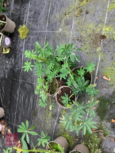 4 X LUPIN CHANDELIER