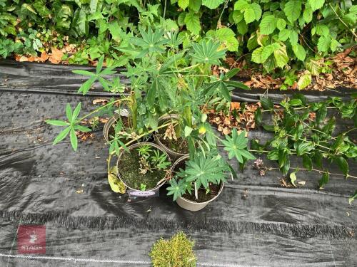 4 X LUPIN CHANDELIER