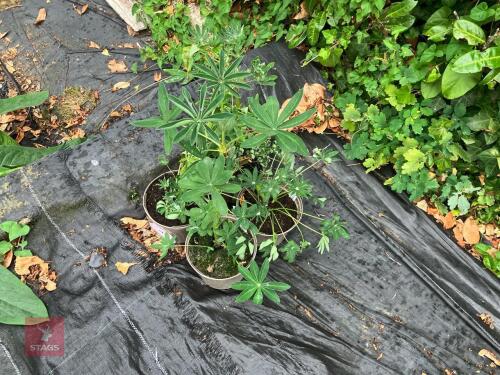 4 X LUPIN CHANDELIER