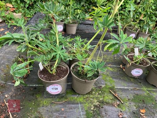 4 X LUPIN CHANDELIER