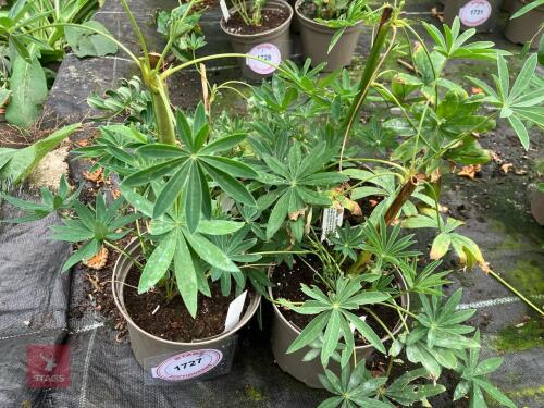 4 X LUPIN CHANDELIER