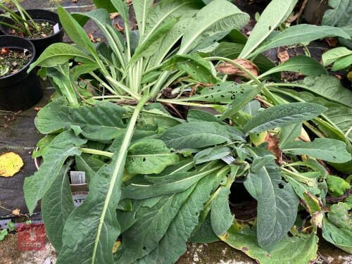 4 X SYMPHYTUM CAUCASIAN
