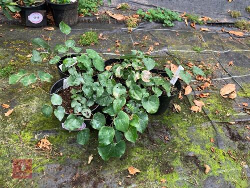5 X EPIMEDIUM