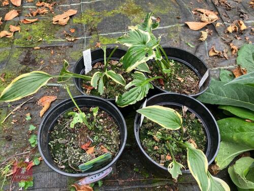 4 X HOSTA YELLOW RIVER