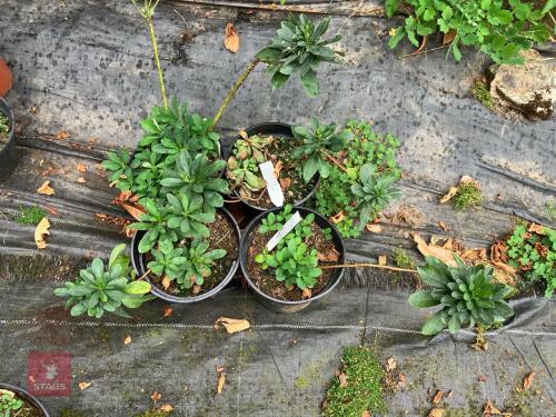 4 X EUPHORBIA AMYGDALOIDES