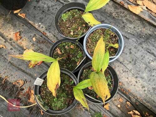 5 XLILLY OF THE VALLEY